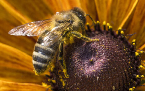 Bee-ware of Neonicotinoids